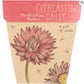 Sow n Sow gift of seeds Everlasting Daisy Gift of seeds