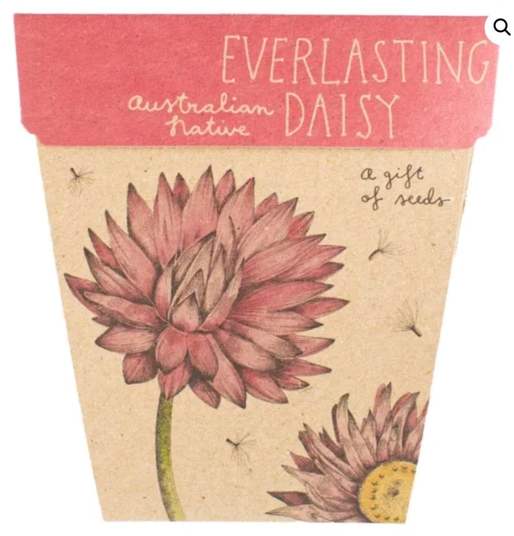 Sow n Sow gift of seeds Everlasting Daisy Gift of seeds