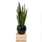 Planter - Rubber Round