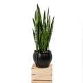 Evergreen Life Round Planter Planter - Rubber Round