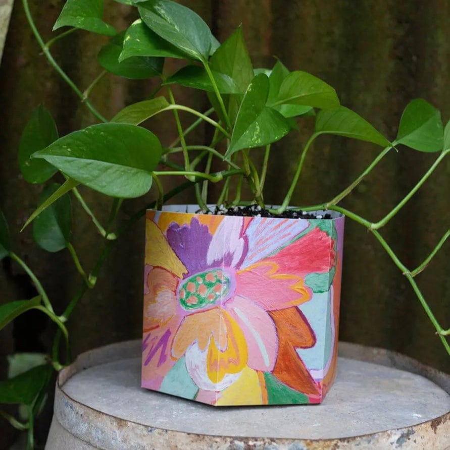 Sow n Sow Pop up Pot Pop up pot - Sow n Sow Planter